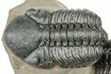 Two Detailed Reedops Trilobite - Atchana, Morocco #251664-1